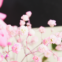 Parinel  bouquet
