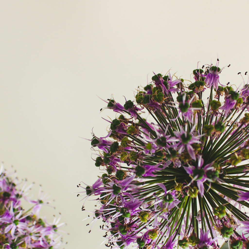 Parinel  bouquet