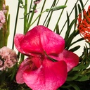 Genevora bouquet