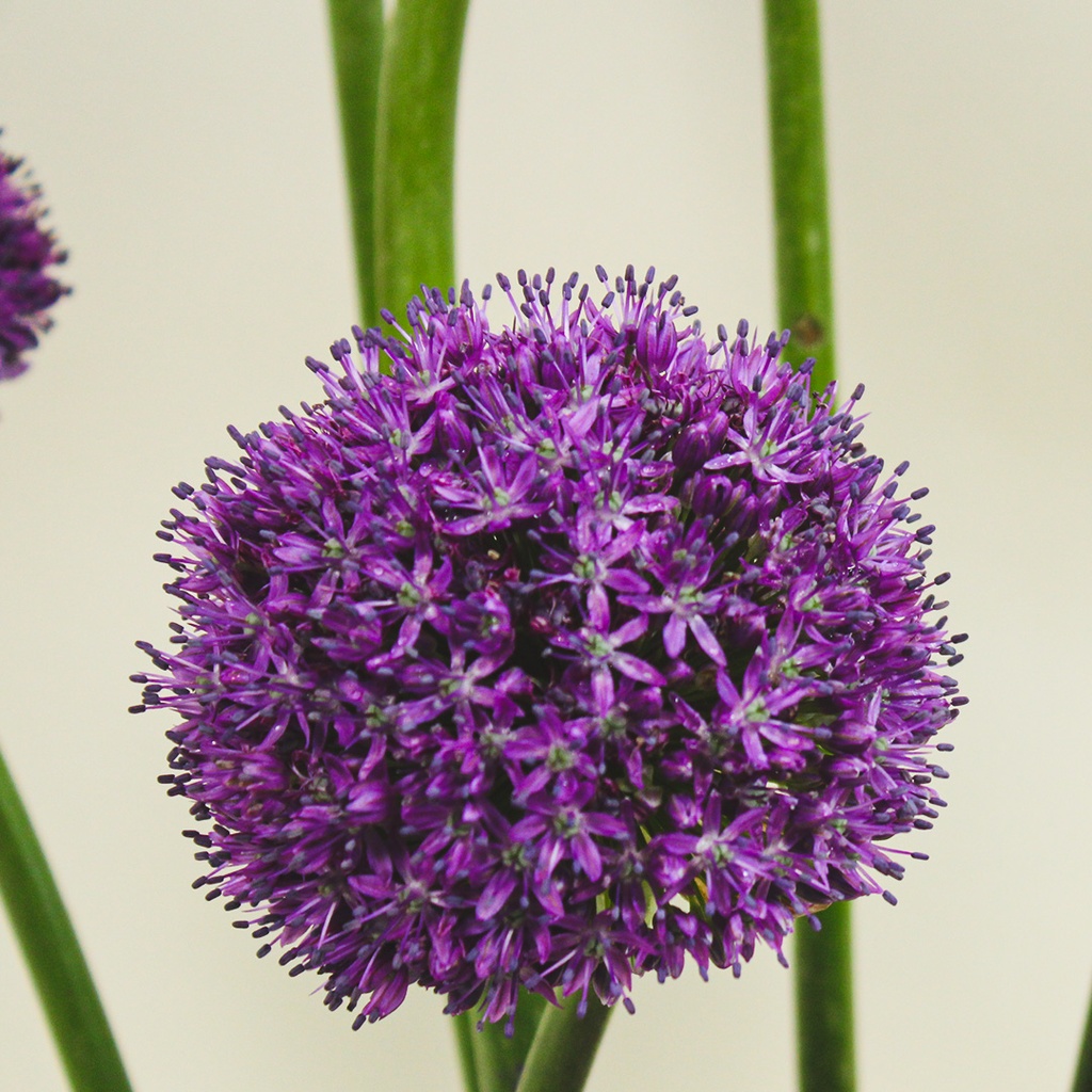 Madroura bouquet