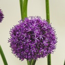 Madroura bouquet
