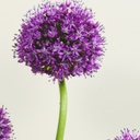 Madroura bouquet