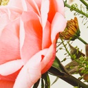 Riodora vase