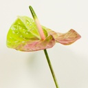 Vienna Rose Vase