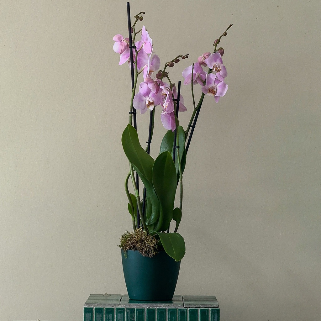 جاذبية ملكية