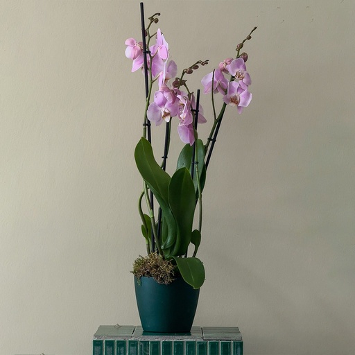 جاذبية ملكية